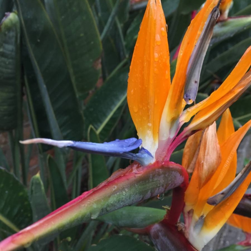 Bird of Paradise Strelitzia reginae